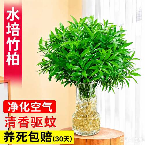水培驱蚊竹柏桌面植物盆栽绿植室内花卉客厅防蚊植物好养四季常青