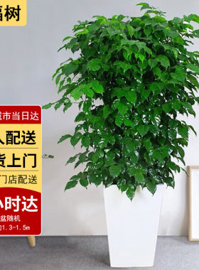 【两小时达】发财树盆q栽大型绿植物盆景花卉室内客厅开业乔迁送