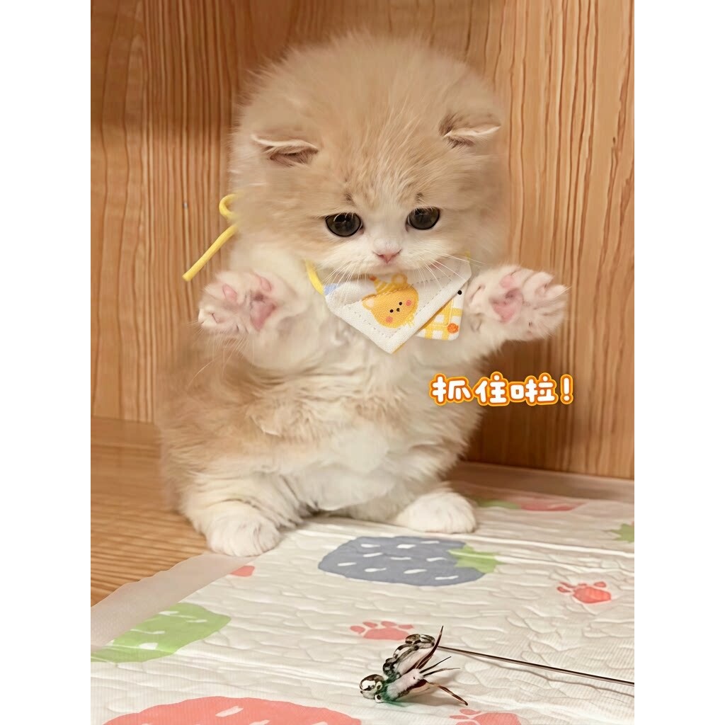 【手作小围巾】猫咪口水巾可爱装饰猫舍猫咖拍照配饰可调节三角巾