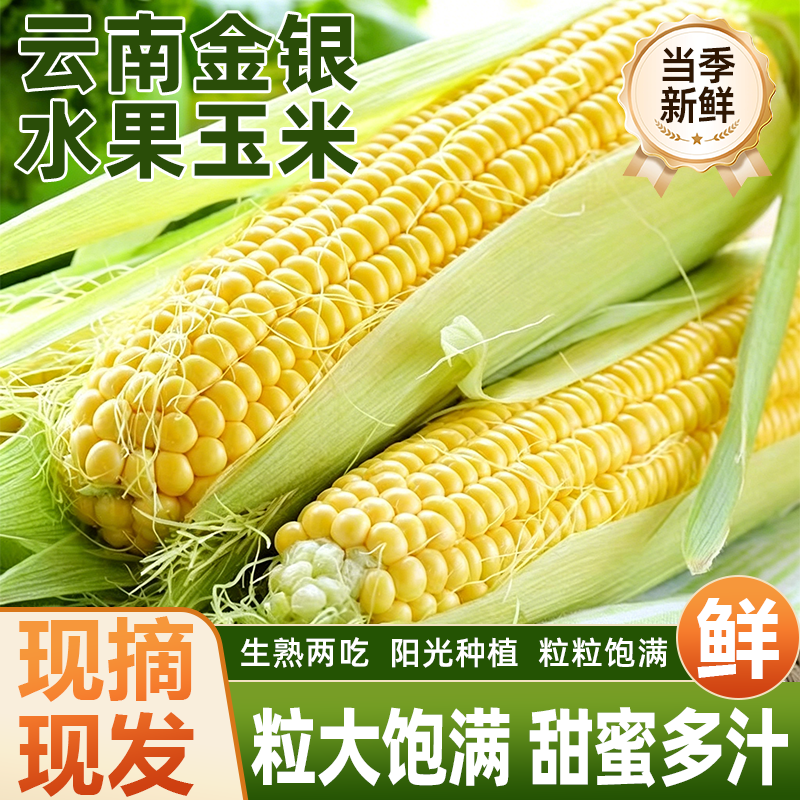 正宗云南当季水果玉米新鲜现摘现发粒粒饱满香甜多汁生熟两吃箱装