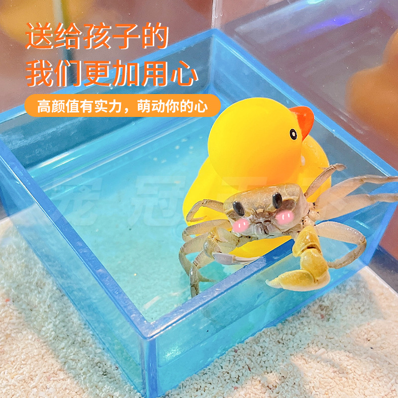 小沙蟹饲养套装陆生海水淡水观赏宠物蟹懒人混养寄居蟹包邮包活