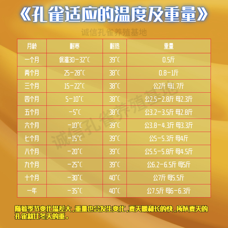 蓝孔雀孔雀苗白孔雀苗孔雀蛋花孔雀包邮