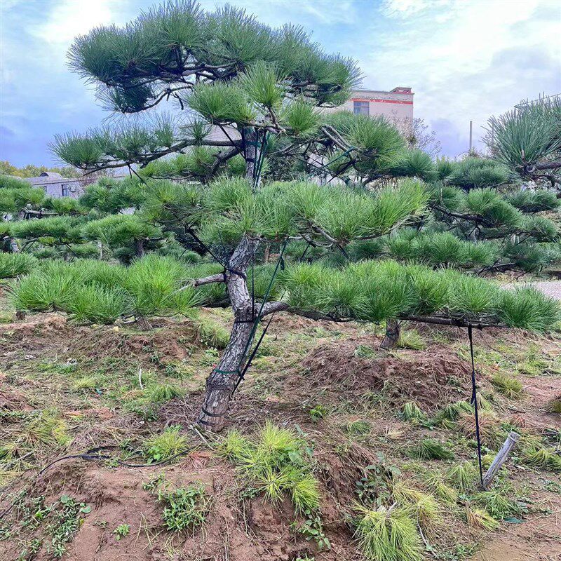黑松油松造型风景树大型别墅公园庭院四季常青绿化苗大树苗迎客松