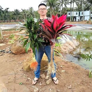 带根红紫竹鸿运当头客厅水培花卉盆栽玻璃花瓶植物吸甲醛净化空气