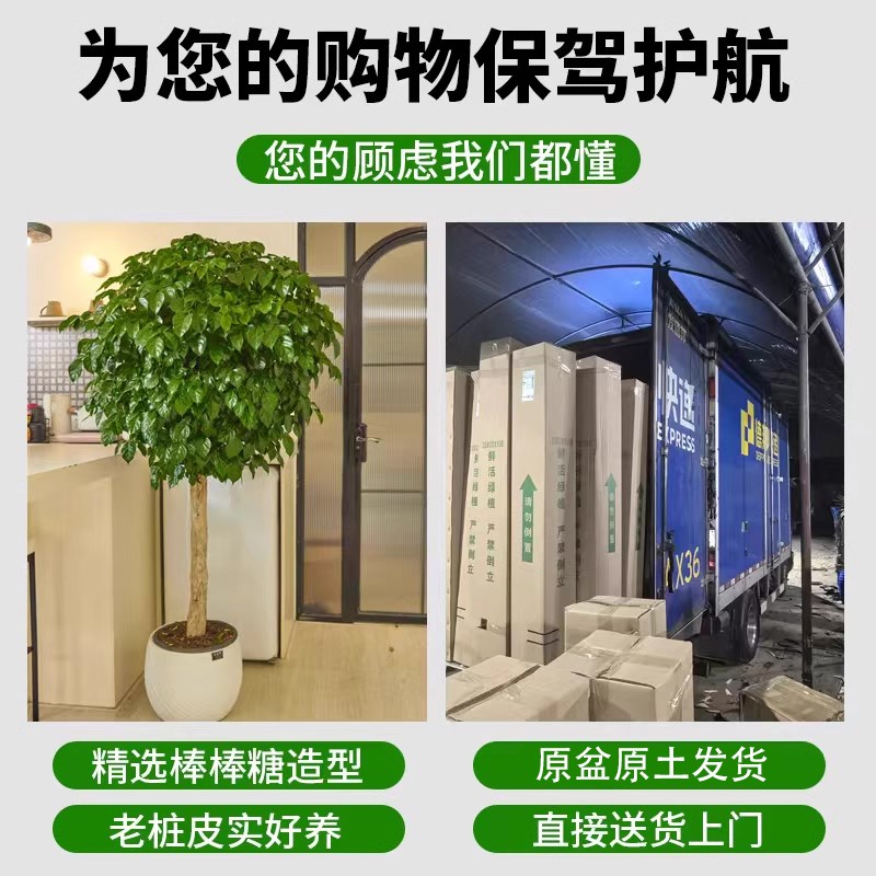 幸福树客厅盆栽大绿植室内阳台棒棒糖四季植物平安树发财树除甲醛