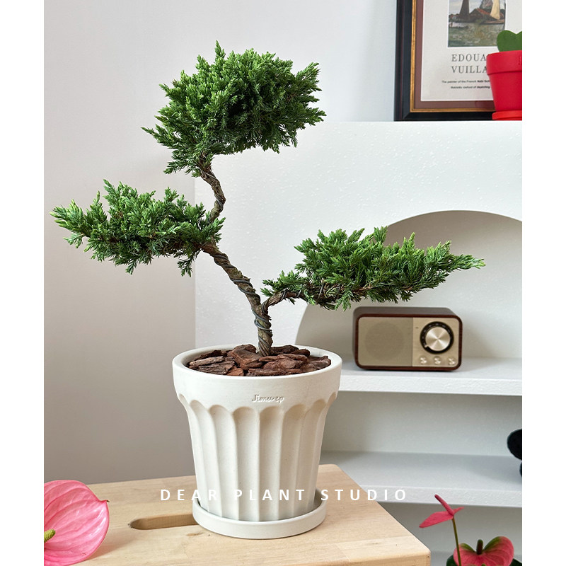 亲爱的绿植三塔松耐阴绿植盆景乔迁客厅室内好养常绿造型植物盆栽