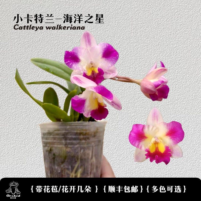 兜兰之家 迷你卡特兰-海洋之星 带花苞 矮种卡特兰洋兰桌面盆栽图片