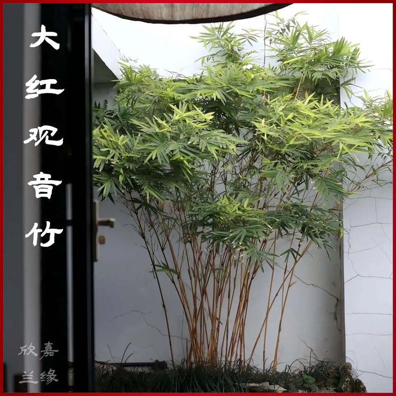 红观音竹直立大苗四季好养室内茶室桌面庭院空间造景大型绿植盆栽