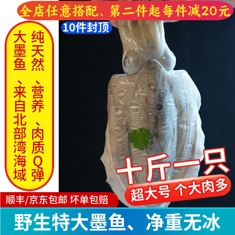 新鲜大墨鱼超大3-12斤整只鲜活特大墨鱼仔乌贼鱿鱼海鲜水产商用