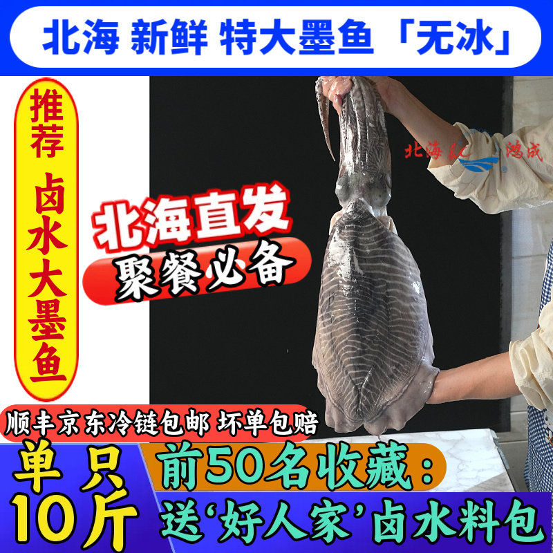 北海新鲜大墨鱼整只特大10斤鲜活特大墨鱼仔乌贼鱿鱼海鲜水产商用