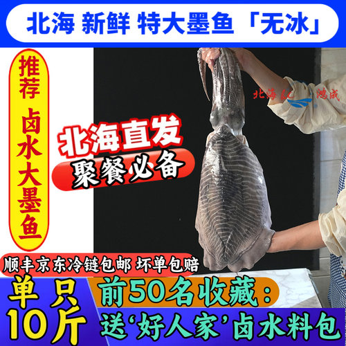特大10斤一只新鲜大墨鱼送卤料