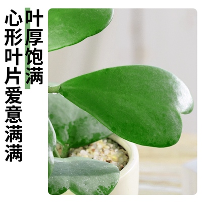 心叶球兰盆栽室内办公室绿植多肉植物大颗好养活心型观叶爬藤花卉