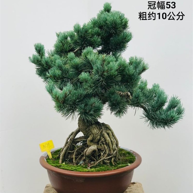 五针松盆景造型大阪松微型实物老树桩精品植物室内罗汉松