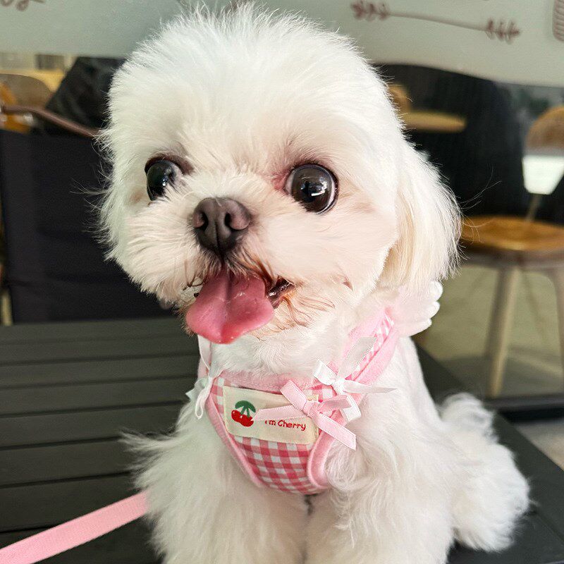 宠物泰迪比熊博美狗狗牵引绳遛狗猫咪中小型幼犬背心式胸背带链子图片