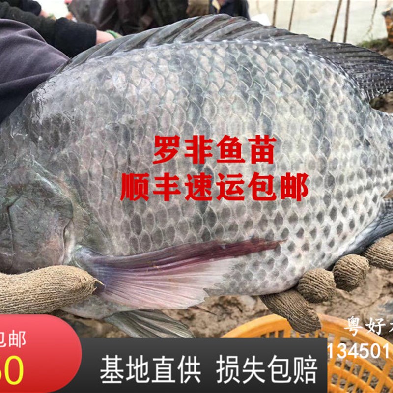 快大型罗非鱼苗脆肉罗非苗非州鲫罗非鱼鱼苗福寿鱼苗淡水养殖食用图片