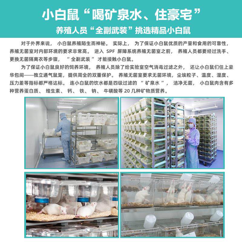 无菌活乳鼠小白鼠活幼鼠喂猫红粉皮鬃狮角蛙鳄龟饲料老鼠蜥蜴食物