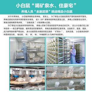 无菌活乳鼠小白鼠活幼鼠喂猫红粉皮鬃狮角蛙鳄龟饲料老鼠蜥蜴食物