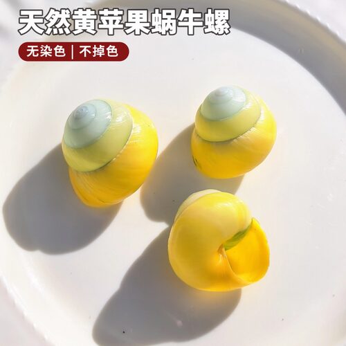 苹果旋卷蜗牛壳寄居蟹替换壳