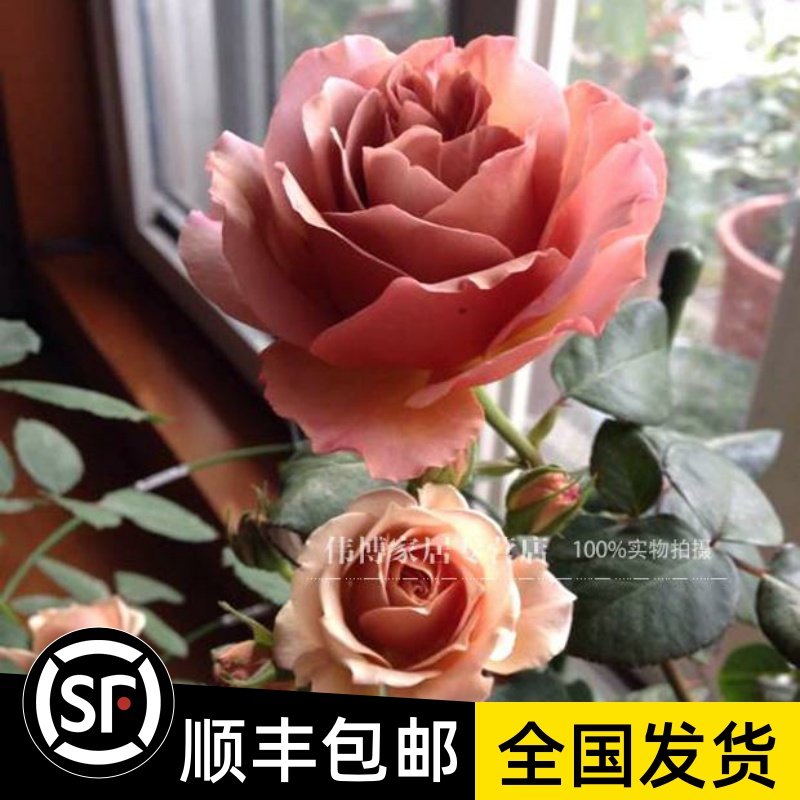 新西兰切花月季 神庵拿铁咖啡coffe latte咖啡色强香复古月季花苗