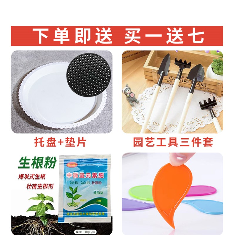 新中式家用陶瓷花盆大口径发财树三角梅君子兰客厅室内外送托盆