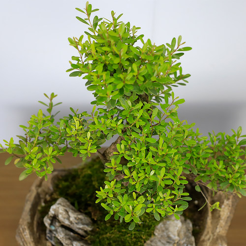 小叶赤楠红杨造型盆景植物室内客厅办公室盆栽阳台绿植茶室摆件