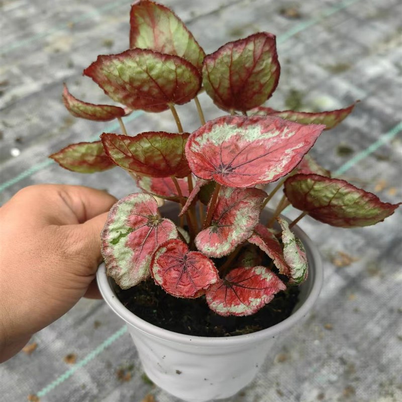手鼓秋海棠蟆叶室内网红盆栽丝型福寿植物鸟观叶赏花盆栽花卉图片