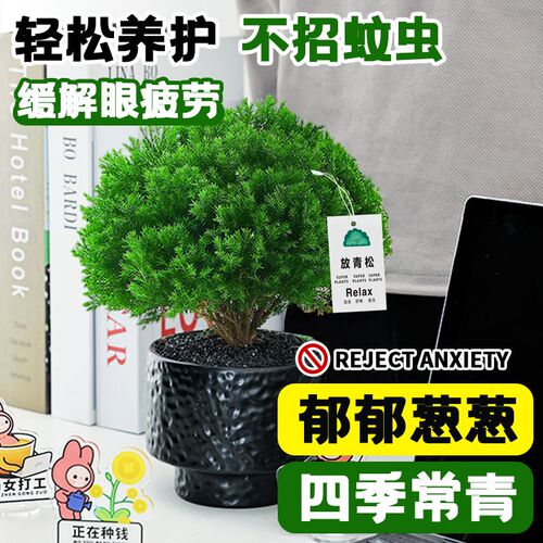 雾凇盆栽绿植放青松植物办公室桌面四季常青好养活室内工位小盆景