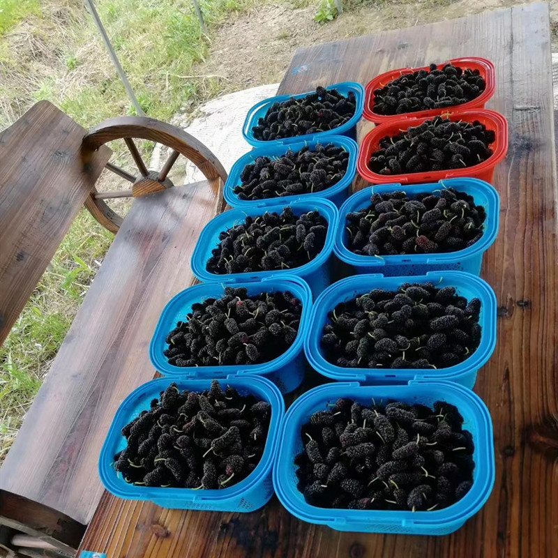 蓝莓篮杨梅篮2345斤装草莓篮樱桃蓝车厘子篮塑料水果篮鸡蛋篮胶框