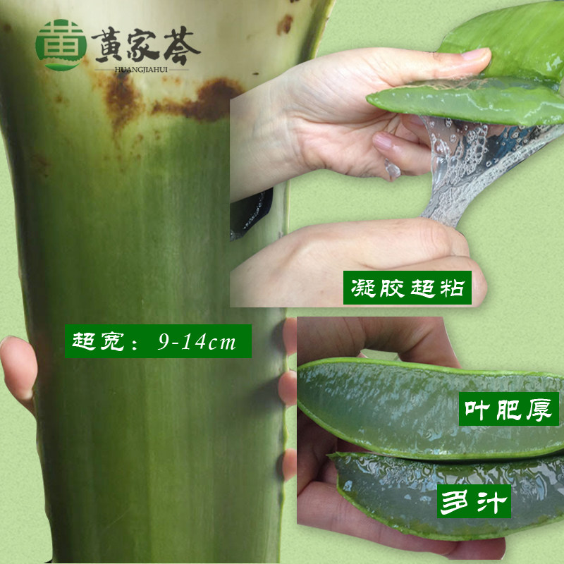 黄家荟库拉索芦荟叶片多肉植物美容院专用灌肤可食用绿植室内盆栽图片