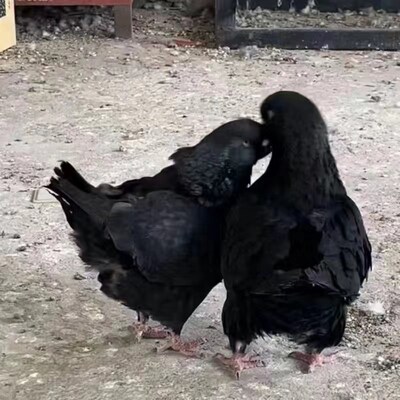 巨型纯种元宝鸽子活公母一对大体种鸽幼鸽观赏宠物肉鸽包下蛋包邮