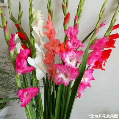 【下单立减50】香水剑兰花种球混色唐菖蒲庭院阳台盆栽花卉绿_YB
