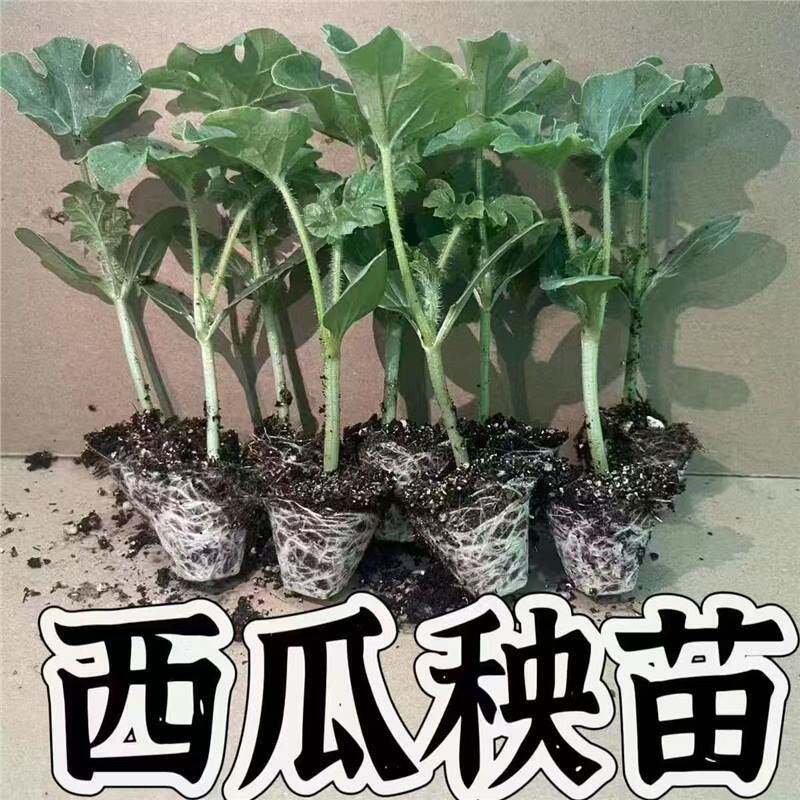 【下单立减50】西瓜特甜麒麟超甜无籽美都西瓜秧苗盆栽西瓜苗_YZ
