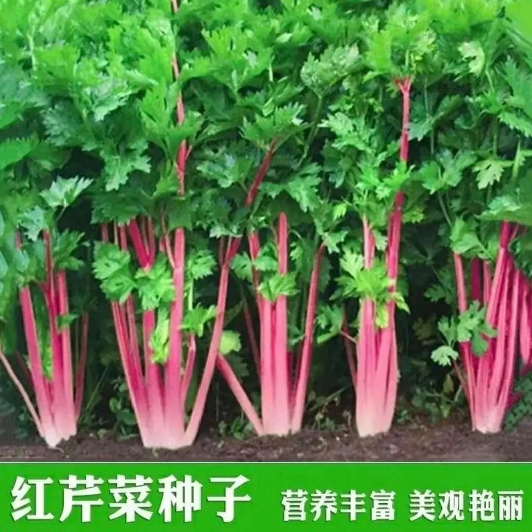 【下单立减50】红香芹种子家庭阳台小院盆栽地栽_gj