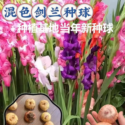 【下单立减50】香水剑兰花种球混色唐菖蒲庭院阳台盆栽花卉绿_gj