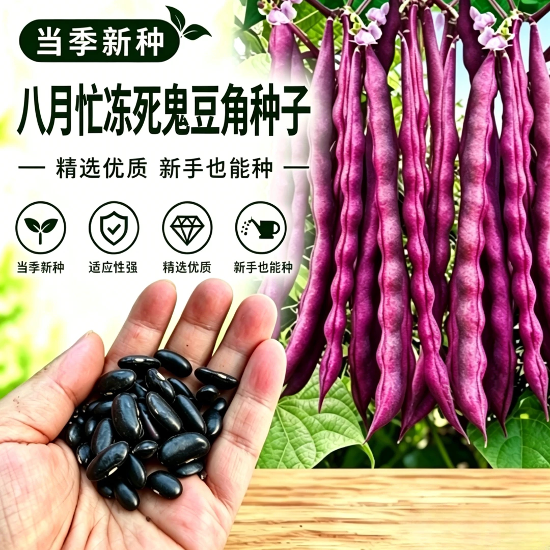 【下单立减50】八月忙大灰狼豆角耐寒耐热高产彩色芸豆角种子_gj2