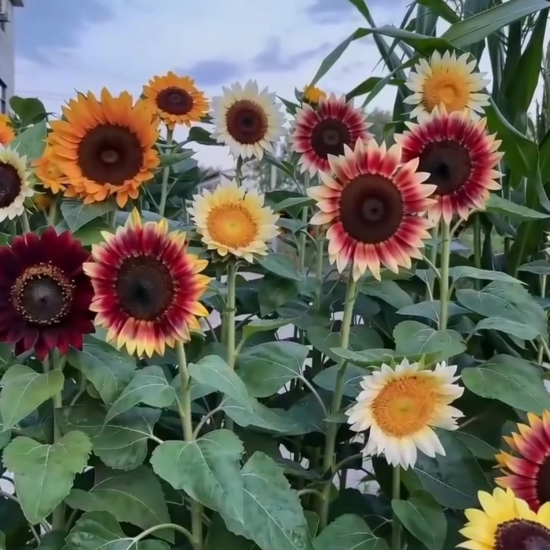 【下单立减50】混色向日葵种籽花种耐热花卉观赏向日葵种子hl