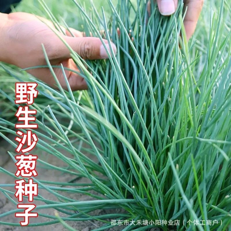 【下单立减50】沙葱种子胡葱种子耐旱四季韭葱香葱盆栽蔬菜_YZ