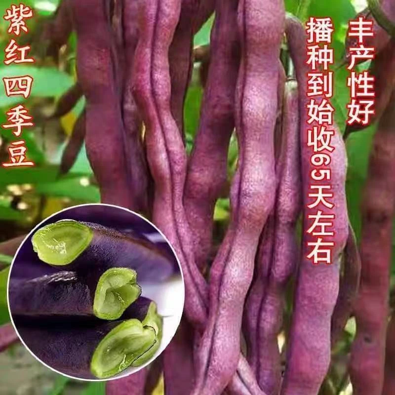 【下单立减50】八月忙大灰狼豆角耐寒耐热高产彩色芸豆角种子_YZ