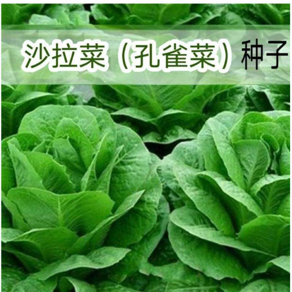 【下单立减50】孔雀沙拉菜种子生菜油麦菜种籽四季盆栽小院_gj2