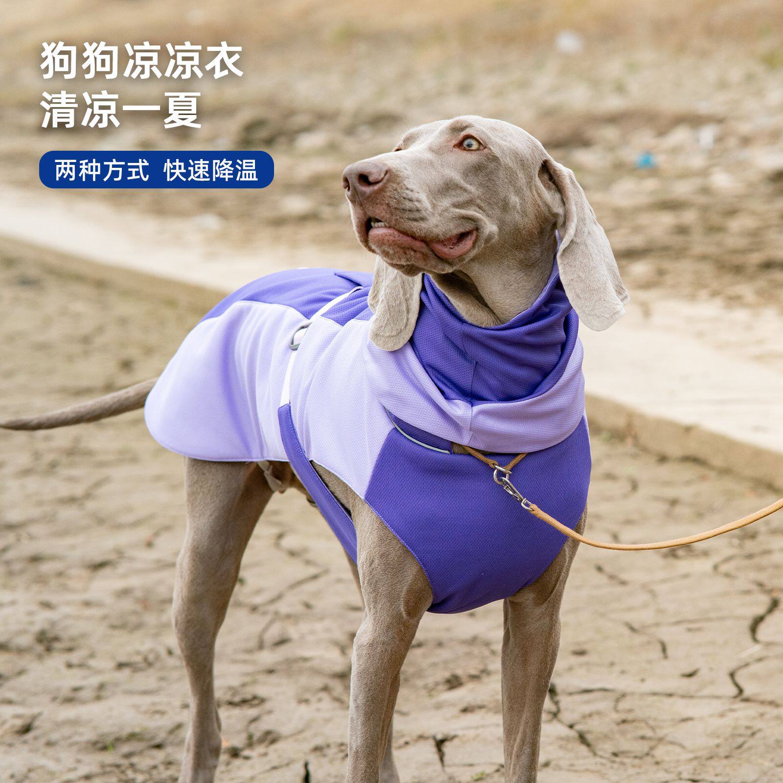 夏季狗狗凉感衣透气清凉中大型犬降温背心史宾格猎犬防晒衣春夏款