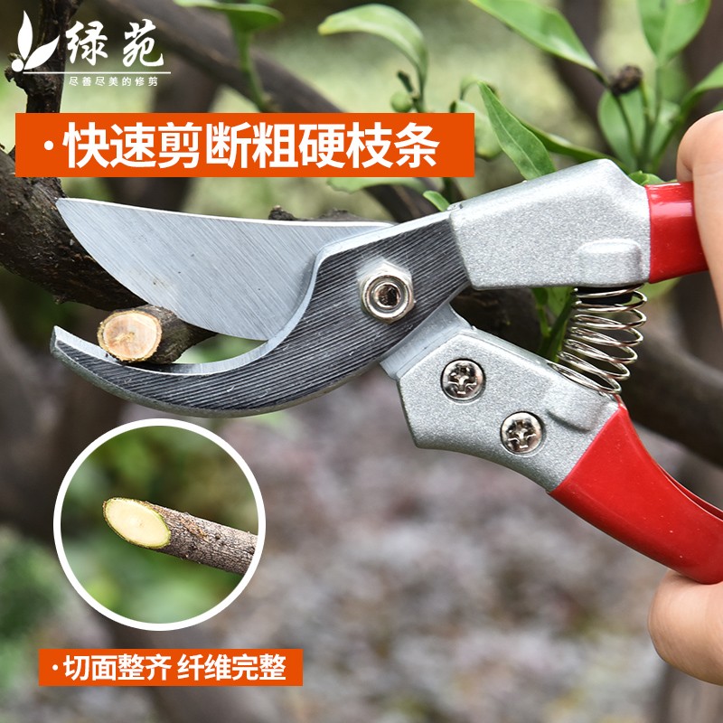 花剪园艺剪刀剪枝家用修剪树枝果树火龙果修枝剪花艺花枝粗枝剪刀图片