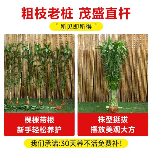 富贵竹水培植物客厅招财水养超大号盆栽节节高粗杆室内好养绿植物