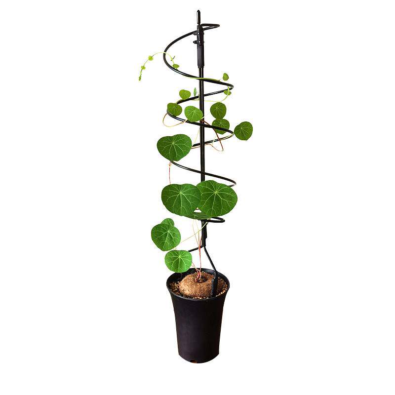 山乌龟绿植桌面花架龟甲龙爬藤架绿萝攀爬架子花卉球兰植物造型架