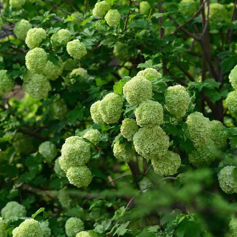 虹越绣球花中华欧洲木绣球盆栽阳台庭院斗球大苗耐热花园花卉植物