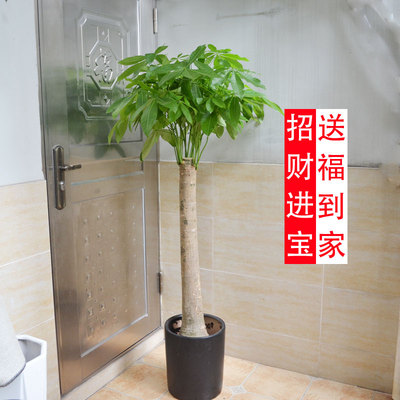 独杆发财树/独根单头发财树/室内花卉盆栽/客厅办公室植物/重庆