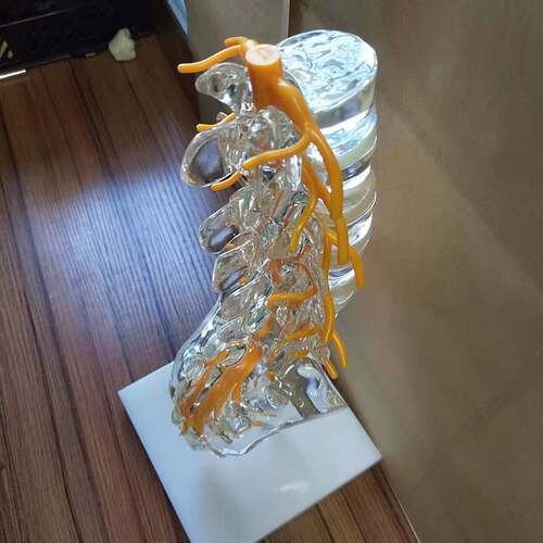 透明腰椎带尾骨模型椎间盘脊神经骶骨尾椎骨脊椎脊柱骨科立体教学
