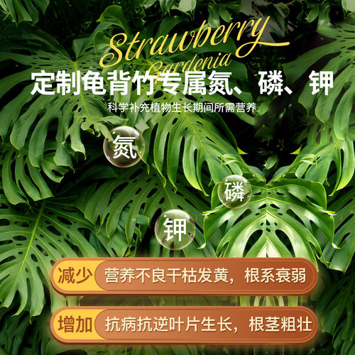 水培龟背竹营养液花肥叶面肥叶子发黄天南星科龟背竹专用肥液体肥