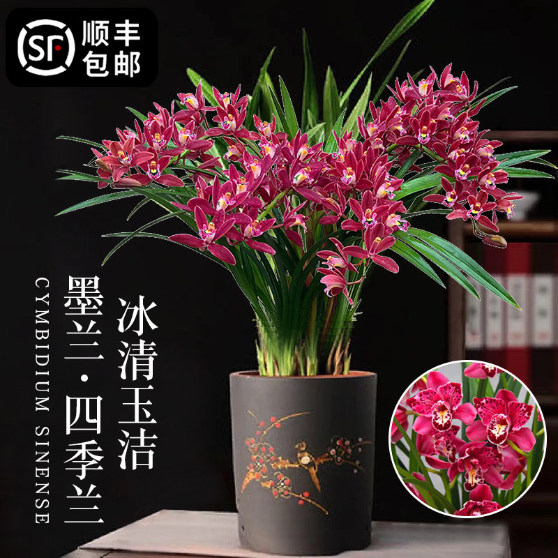 墨兰兰花盆栽带花苞建兰四季好养浓香型易活室内观花花卉绿植植物