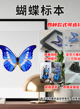 光明女神闪蝶海伦娜蓝色蝴蝶x标本未展翅原蝶成品礼物相框挂画摆