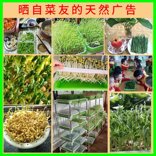 豆芽盘发芽盆水培黄绿黑豆芽苗菜种植蔬菜豆芽机桶罐专用泡发神器